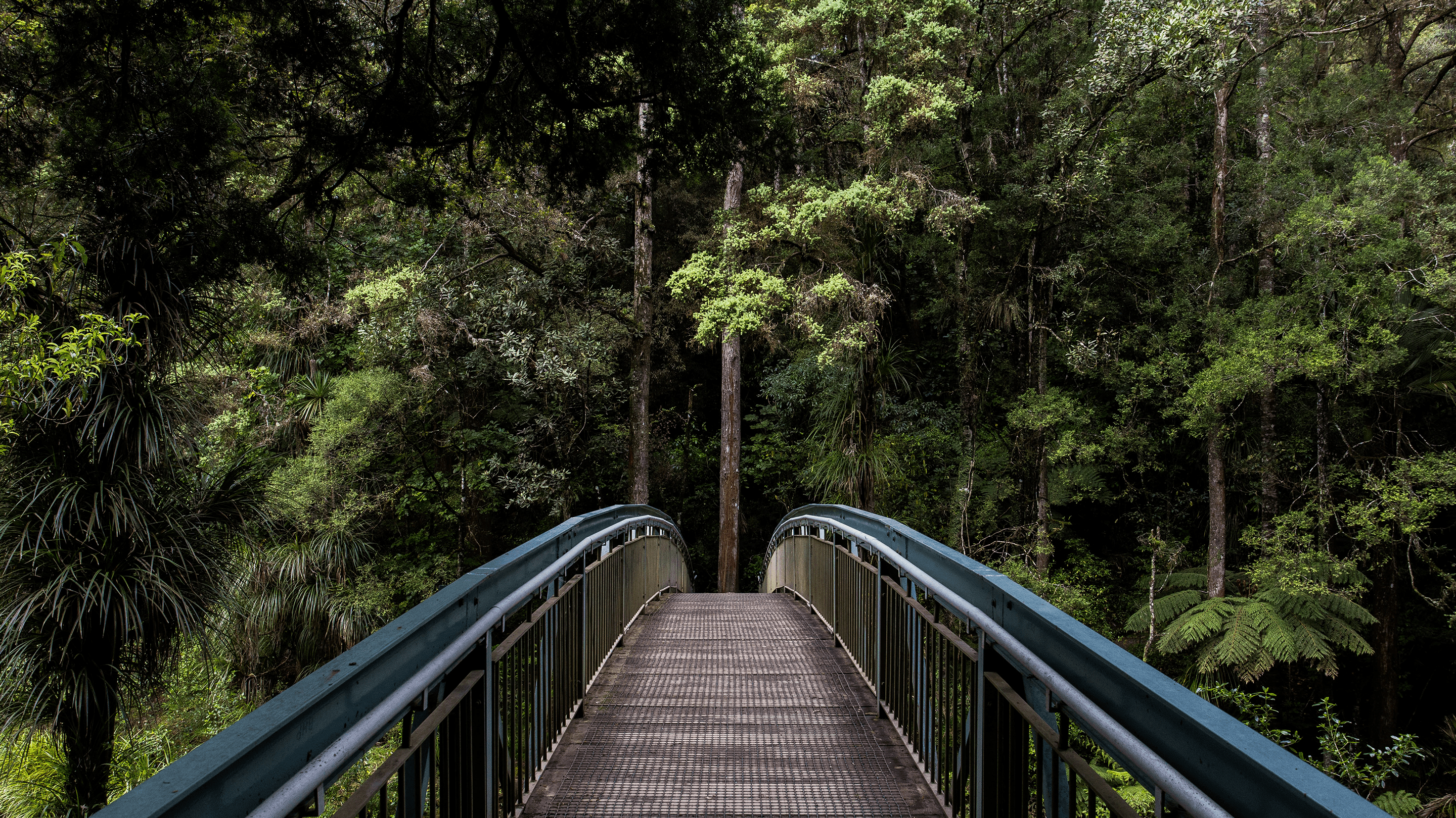 Photo of bridge in a forest 
