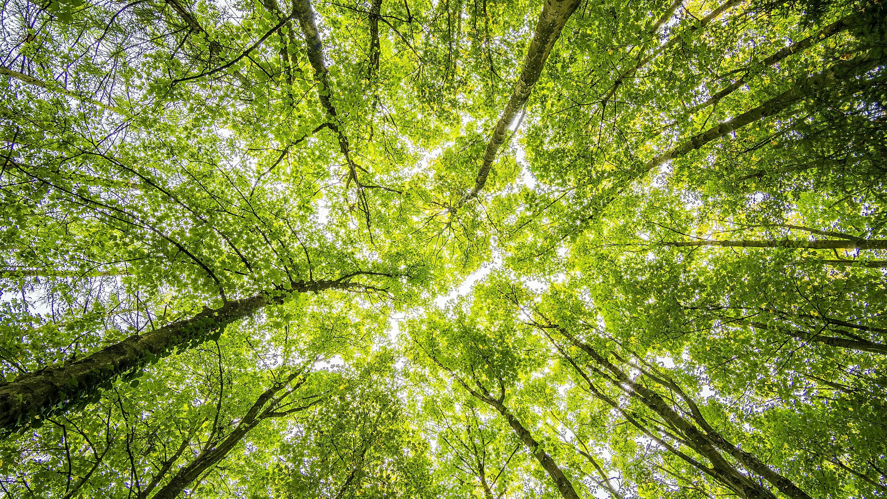 forest from below