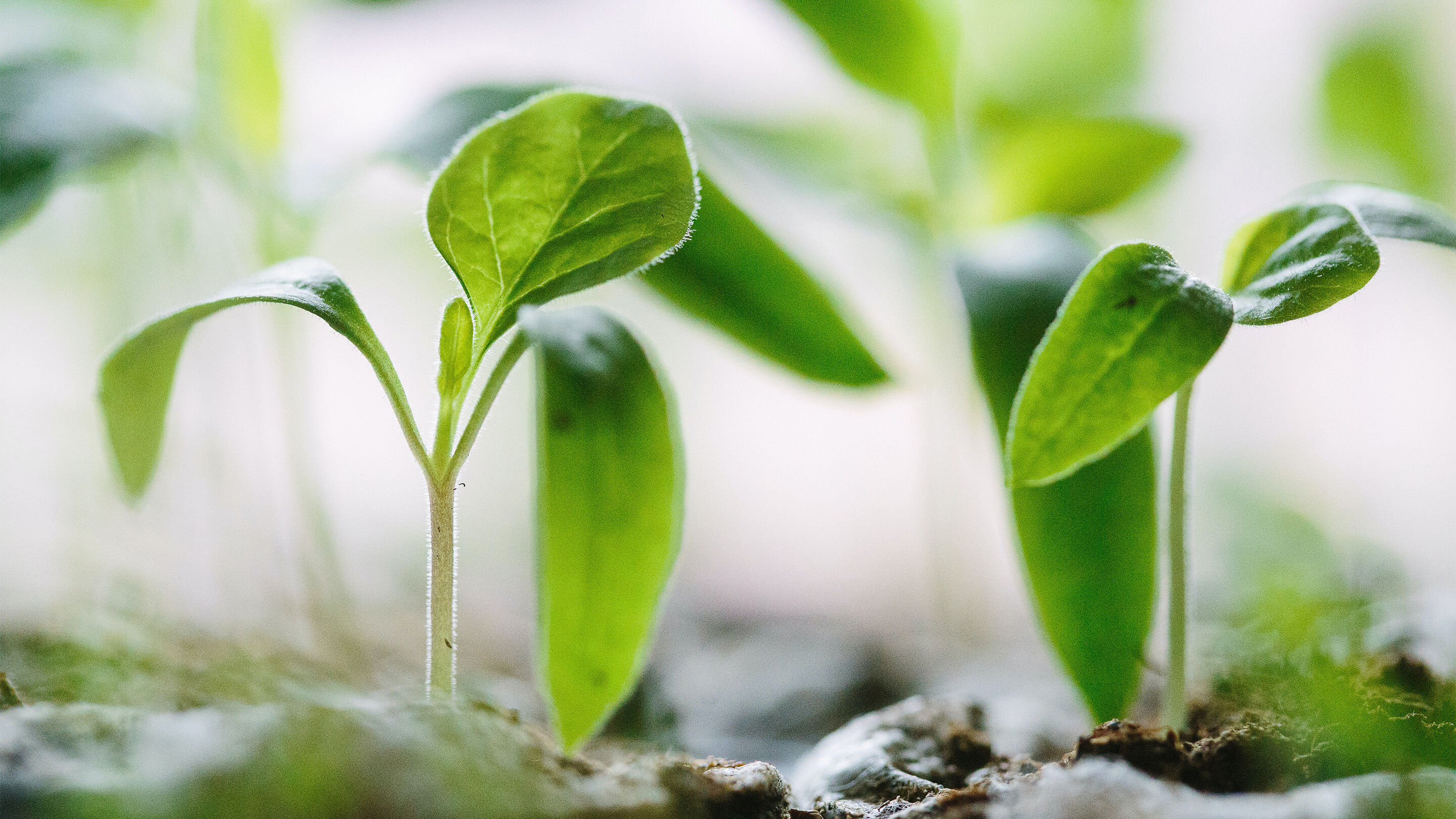 Green plants